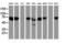 Coiled-Coil Domain Containing 93 antibody, LS-C175389, Lifespan Biosciences, Western Blot image 