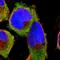 Ribosomal Protein S29 antibody, NBP1-80801, Novus Biologicals, Immunofluorescence image 