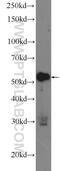 Zinc Finger CCCH-Type Containing 12D antibody, 24991-1-AP, Proteintech Group, Western Blot image 