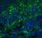 Arrestin 3 antibody, NBP2-41249, Novus Biologicals, Immunofluorescence image 