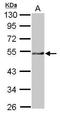 Cytosolic Iron-Sulfur Assembly Component 3 antibody, GTX116764, GeneTex, Western Blot image 