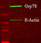 Heat Shock Protein Family A (Hsp70) Member 5 antibody, LS-C229667, Lifespan Biosciences, Western Blot image 