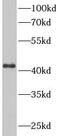 Tumor necrosis factor receptor superfamily member 4 antibody, FNab01422, FineTest, Western Blot image 