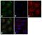 TNF Receptor Associated Factor 3 antibody, 700121, Invitrogen Antibodies, Immunofluorescence image 