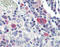 Heat Shock Protein Family A (Hsp70) Member 8 antibody, ADI-SPA-816-J, Enzo Life Sciences, Immunohistochemistry frozen image 