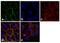 Occludin antibody, 33-1500, Invitrogen Antibodies, Immunofluorescence image 