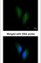Protein S antibody, PA5-22022, Invitrogen Antibodies, Immunofluorescence image 