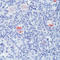 BCL2 Like 1 antibody, LS-C88396, Lifespan Biosciences, Immunohistochemistry frozen image 