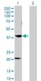 Cdk5 And Abl Enzyme Substrate 1 antibody, H00091768-B01P, Novus Biologicals, Western Blot image 