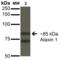 Ataxin 1 antibody, SMC-455D-APC, StressMarq, Western Blot image 
