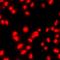 Histone H3.1t antibody, LS-C668838, Lifespan Biosciences, Immunofluorescence image 