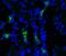 Aquaporin 2 antibody, SPC-503D-A594, StressMarq, Immunohistochemistry frozen image 
