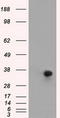 DNA excision repair protein ERCC-1 antibody, LS-C115215, Lifespan Biosciences, Western Blot image 