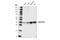 Protein transport protein Sec61 subunit alpha isoform 1 antibody, 14867S, Cell Signaling Technology, Western Blot image 