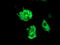 F-Box Protein 31 antibody, LS-C786681, Lifespan Biosciences, Immunofluorescence image 