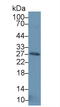 Neurotrophic factor antibody, LS-C715166, Lifespan Biosciences, Western Blot image 