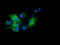 Pyrroline-5-Carboxylate Reductase 3 antibody, TA502032, Origene, Immunofluorescence image 