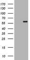 Protein C-ets-2 antibody, CF505365, Origene, Western Blot image 