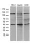 PHD Finger Protein 20 Like 1 antibody, LS-C792212, Lifespan Biosciences, Western Blot image 