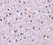 Nicastrin antibody, 3983, ProSci Inc, Immunohistochemistry paraffin image 