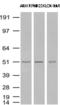 Thymidine Phosphorylase antibody, UM800027, Origene, Western Blot image 