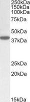 ER Lipid Raft Associated 1 antibody, TA311365, Origene, Western Blot image 