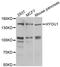 Hypoxia up-regulated protein 1 antibody, STJ28708, St John