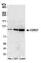 Coronin 7 antibody, A305-666A-M, Bethyl Labs, Western Blot image 