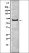 Zinc Finger And SCAN Domain Containing 2 antibody, orb335232, Biorbyt, Western Blot image 