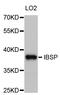 Integrin Binding Sialoprotein antibody, abx126940, Abbexa, Western Blot image 