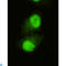 Lysine-specific demethylase 5C antibody, LS-C813030, Lifespan Biosciences, Immunocytochemistry image 
