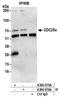 Cell Division Cycle 25A antibody, A300-075A, Bethyl Labs, Immunoprecipitation image 