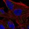 LP antibody, HPA070409, Atlas Antibodies, Immunofluorescence image 