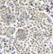 p65 antibody, AP0215, ABclonal Technology, Immunohistochemistry paraffin image 
