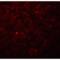 C19orf80 antibody, LS-C201171, Lifespan Biosciences, Immunofluorescence image 