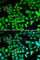 FOS Like 1, AP-1 Transcription Factor Subunit antibody, A5372, ABclonal Technology, Immunofluorescence image 