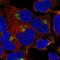 Podocalyxin Like 2 antibody, HPA042265, Atlas Antibodies, Immunofluorescence image 