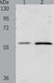 Probable Xaa-Pro aminopeptidase 3 antibody, TA321891, Origene, Western Blot image 