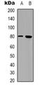 CD248 Molecule antibody, orb318850, Biorbyt, Western Blot image 
