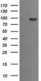 Phosphoinositide-3-Kinase Regulatory Subunit 5 antibody, LS-C174524, Lifespan Biosciences, Western Blot image 