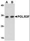 RNA Polymerase III Subunit F antibody, orb94264, Biorbyt, Western Blot image 