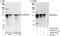 NEDD4 Like E3 Ubiquitin Protein Ligase antibody, A302-512A, Bethyl Labs, Immunoprecipitation image 