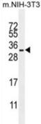 RAS Related antibody, abx026316, Abbexa, Western Blot image 