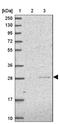 EEF1A Lysine Methyltransferase 2 antibody, NBP2-14232, Novus Biologicals, Western Blot image 