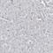 Dynein Axonemal Heavy Chain 5 antibody, HPA037469, Atlas Antibodies, Immunohistochemistry frozen image 