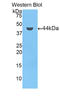Complement C7 antibody, LS-C302723, Lifespan Biosciences, Western Blot image 