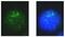 Melanocyte Inducing Transcription Factor antibody, GTX00738, GeneTex, Immunofluorescence image 