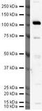 BMP Binding Endothelial Regulator antibody, PA5-19847, Invitrogen Antibodies, Western Blot image 