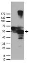 C-Src kinase antibody, TA890053, Origene, Western Blot image 