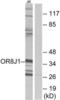 Olfactory Receptor Family 8 Subfamily J Member 1 antibody, LS-C120921, Lifespan Biosciences, Western Blot image 